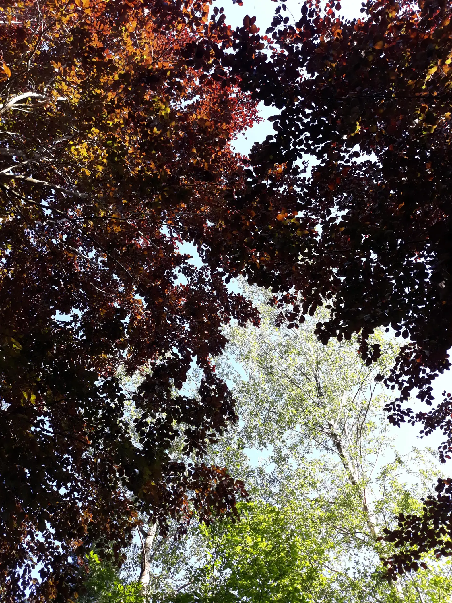 Cottage for 5 people in La Roche-en-Ardenne Le Chalet Pointu du Bout du Monde